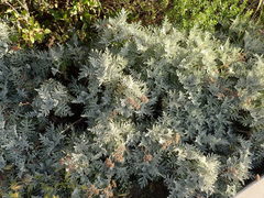 Constancea nevinii