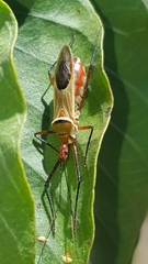 Zelus grassans