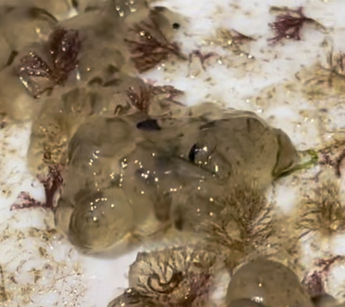 Molgula manhattensis (De Kay, 1843)