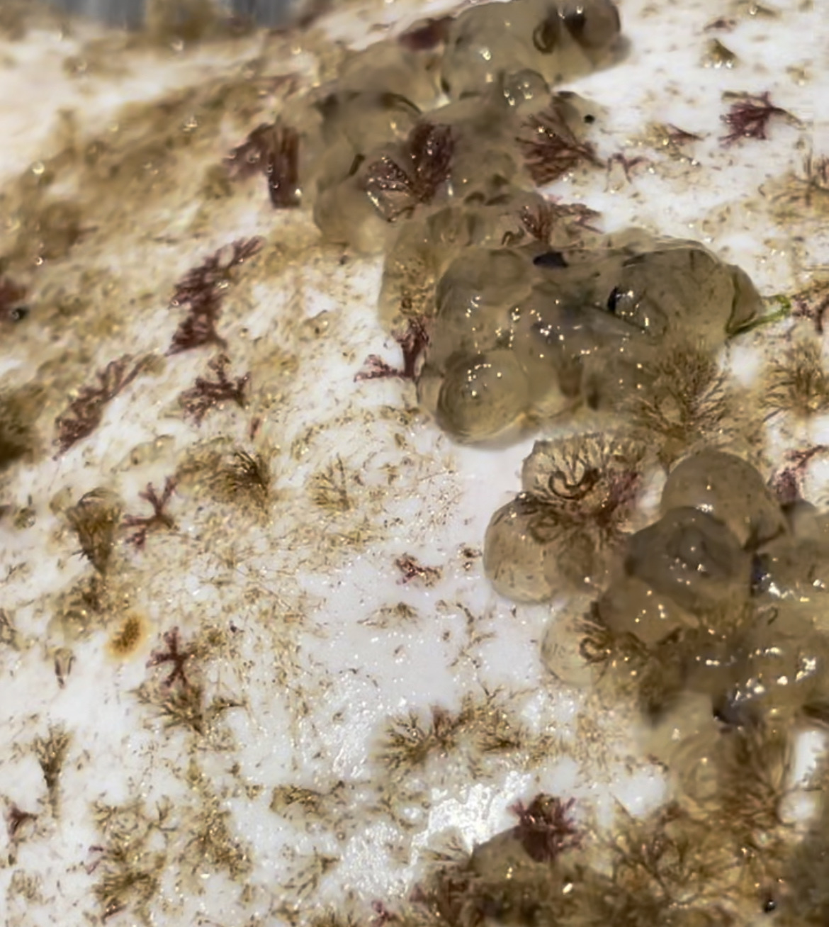 Molgula manhattensis (De Kay, 1843)