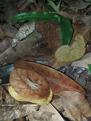 Orthoptera