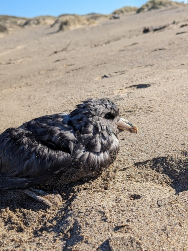 Northern Fulmar