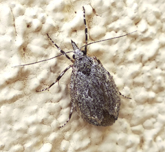 Diurnea fagella