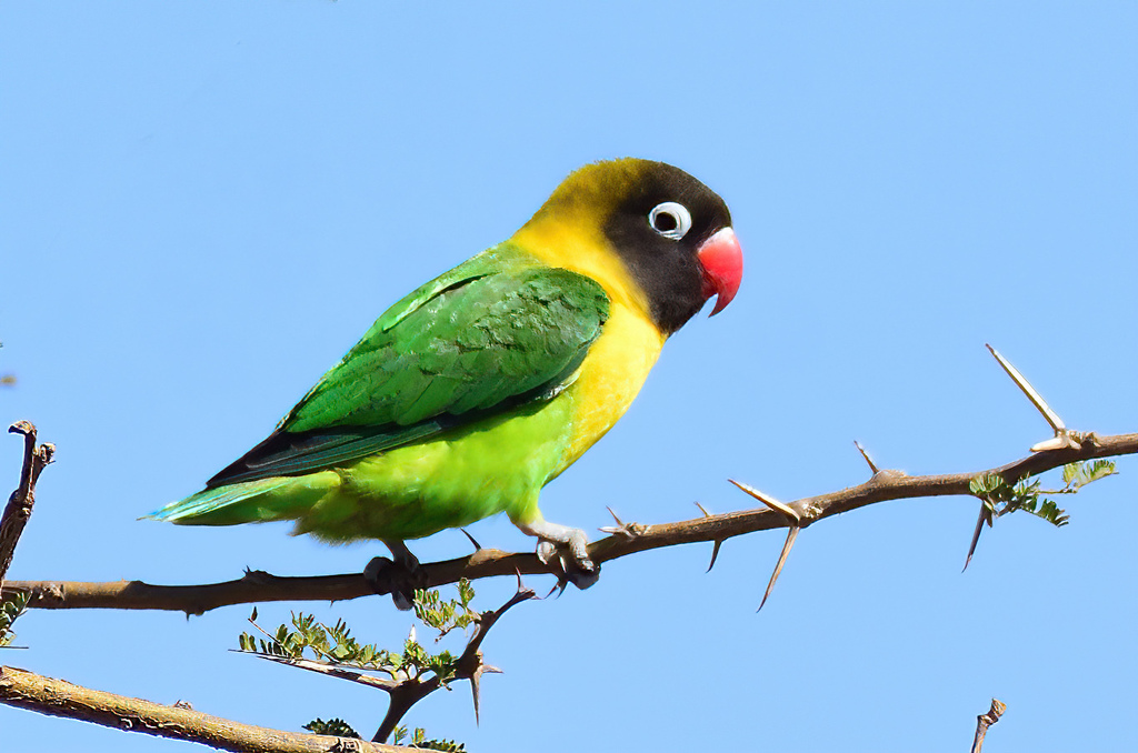 Yellow-collared Lovebird photo