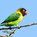 Yellow-collared Lovebird - Photo (c) Ad Konings, some rights reserved (CC BY-NC), uploaded by Ad Konings
