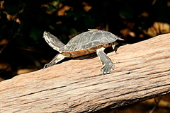 Phrynops geoffroanus