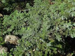 Picea koraiensis