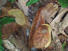 Orthoptera