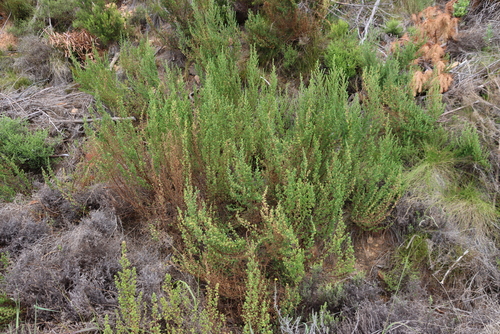 Image of Cliffortia polygonifolia by (c) Tony Rebelo, some rights reserved (CC BY-SA)