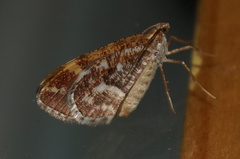 Stamnodes