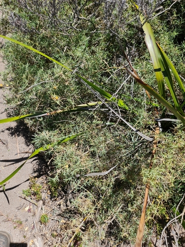 Image of Acanthocarpus preissii by (c) Belinda Forbes, some rights reserved (CC BY)