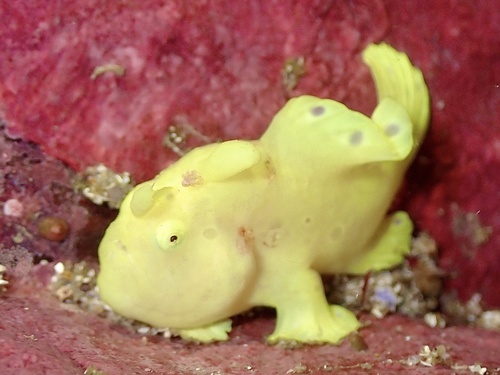 Painted frogfish (Antennarius pictus) — Antennariidae — 5