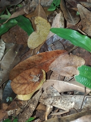 Orthoptera