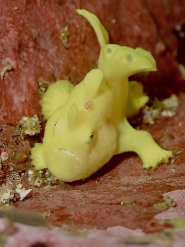 Photo of Painted frogfish (Antennarius pictus)