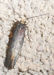 Tinea occidentella