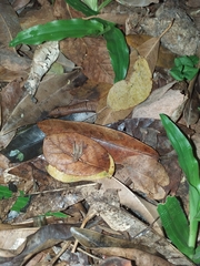 Orthoptera