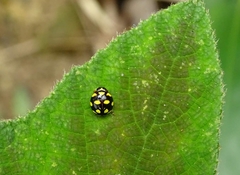 Ceratogergithus pseudotessellatus