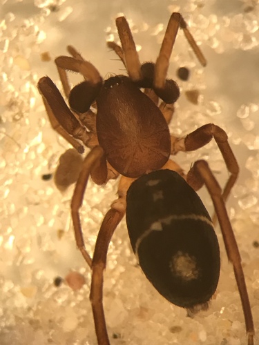 Glossy Ant-spider