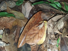 Orthoptera