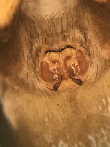 Glossy Ant-spider