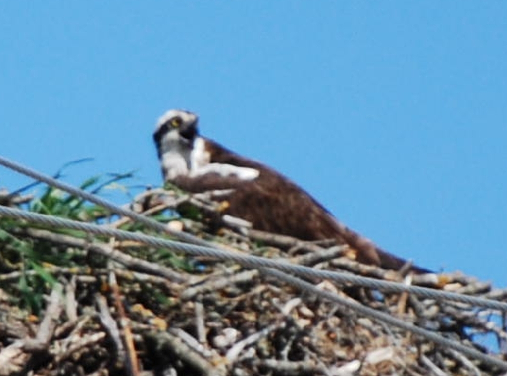 Osprey from Grand Marais, MB R0E, Canada on July 18, 2009 at 0355 PM