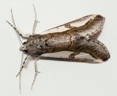 Euscirrhopterus poeyi