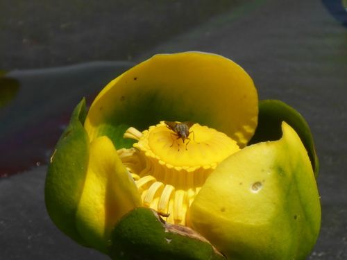 Yellow-legged Bog Fly