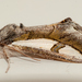 Euscirrhopterus poeyi - Photo (c) Wayne Fidler,  זכויות יוצרים חלקיות (CC BY-NC), הועלה על ידי Wayne Fidler