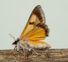 Euscirrhopterus poeyi