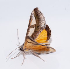 Euscirrhopterus poeyi