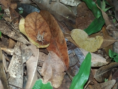 Orthoptera