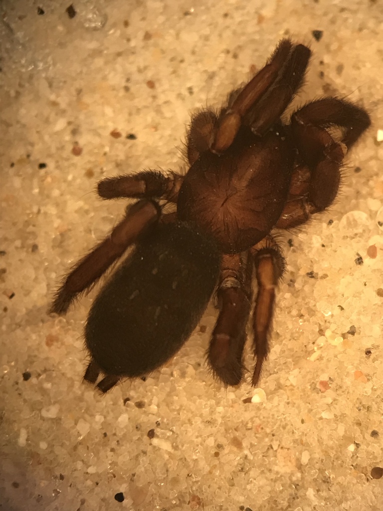 Zelotes lasalanus