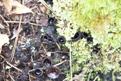 Pseudoplectania nigrella