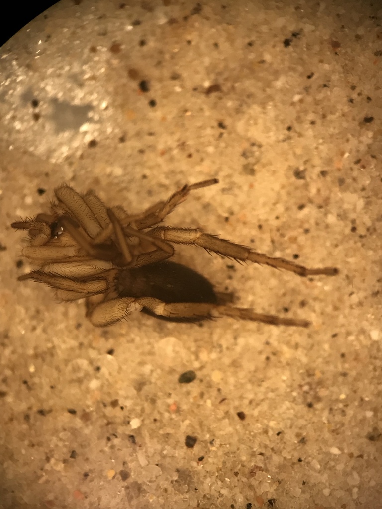 Drassyllus dromeus