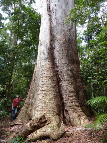 Eucalyptus pilularis
