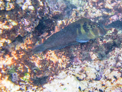 Ophioblennius steindachneri