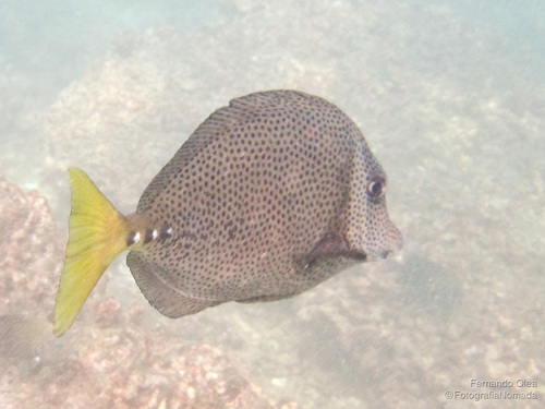 Razor Surgeonfish