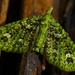 Emerald Pug Moth - Photo (c) Steve Reekie, some rights reserved (CC BY-NC), uploaded by Steve Reekie