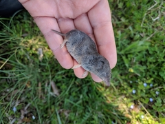 Blarina carolinensis