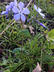Phlox divaricata laphamii