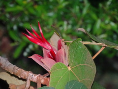 Chiranthodendron pentadactylon