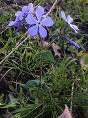 Phlox divaricata laphamii