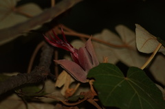 Chiranthodendron pentadactylon