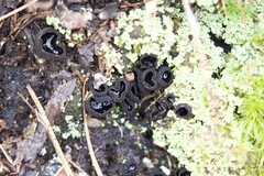 Pseudoplectania nigrella