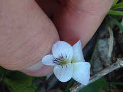 Viola pallens