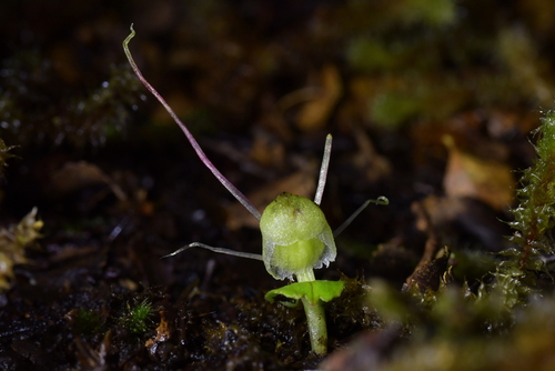 Image of Corybas walliae by (c) Christopher Stephens, some rights reserved (CC BY-SA)