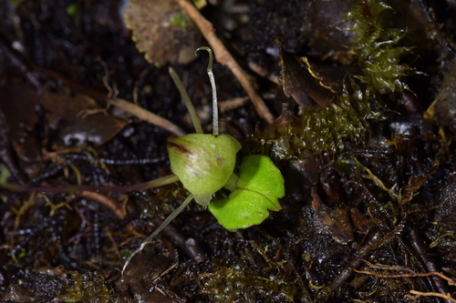 Image of Corybas walliae by (c) Christopher Stephens, some rights reserved (CC BY-SA)