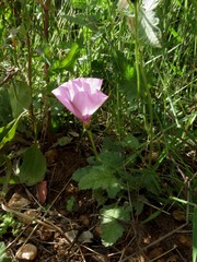 Convolvulus althaeoides