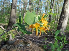 Lonicera flava