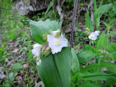 Tradescantia ozarkana